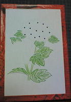 紫陽花 2010−2.jpg